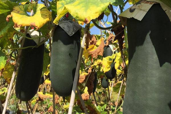 一年能种几次冬瓜,一般可种植2次