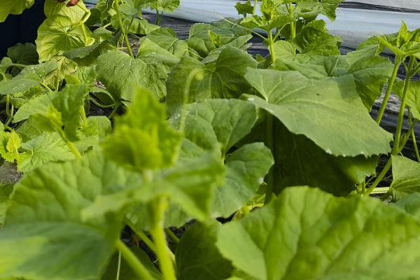 一年能种几次冬瓜,一般可种植2次