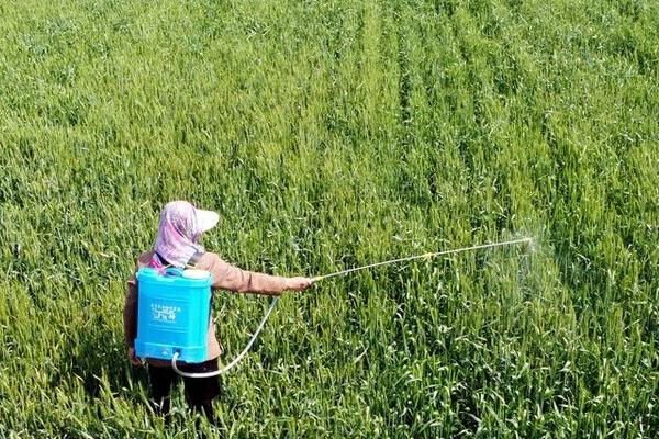 苏云金杆菌可以防治哪些害虫,主要防治菜青虫、小菜蛾、烟青虫等鳞翅目害虫