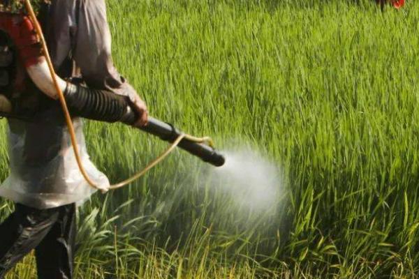 苏云金杆菌可以防治哪些害虫,主要防治菜青虫、小菜蛾、烟青虫等鳞翅目害虫