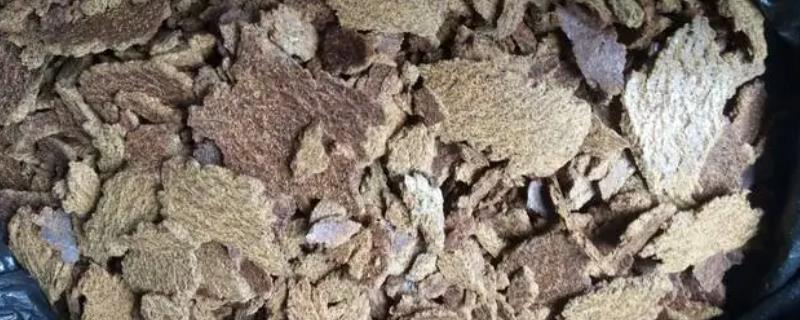 用菜籽饼打窝适合钓什么鱼