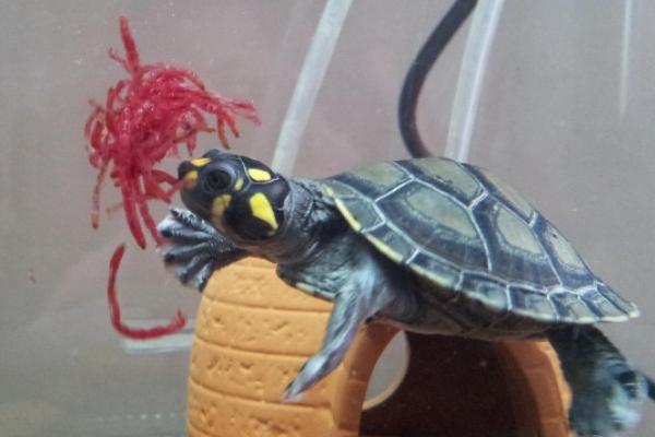 哪些鱼类可以和黄头侧颈龟混养,包括地图鱼、龙鱼、珍珠鱼等品种