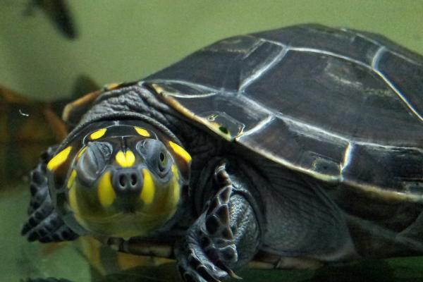 哪些鱼类可以和黄头侧颈龟混养,包括地图鱼、龙鱼、珍珠鱼等品种