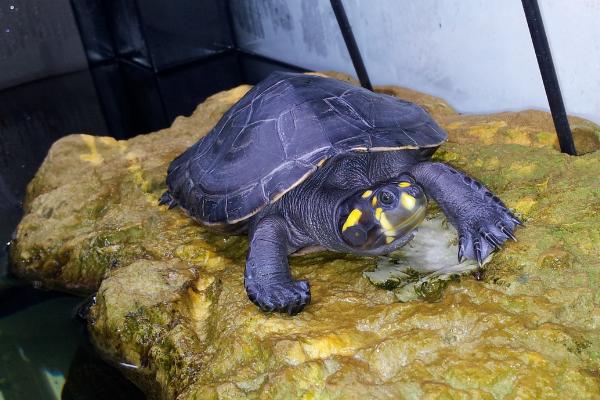 哪些鱼类可以和黄头侧颈龟混养,包括地图鱼、龙鱼、珍珠鱼等品种