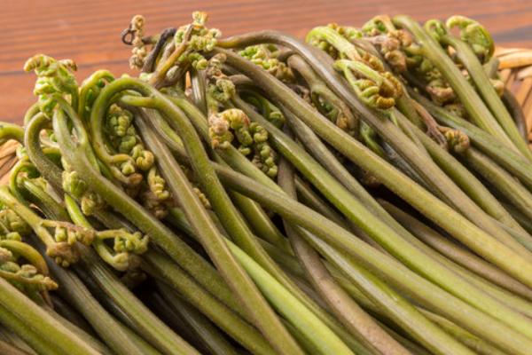 蕨菜的收获时间,通常为4-6月份