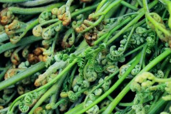 蕨菜的收获时间,通常为4-6月份