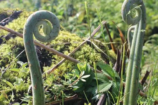 蕨菜的收获时间,通常为4-6月份