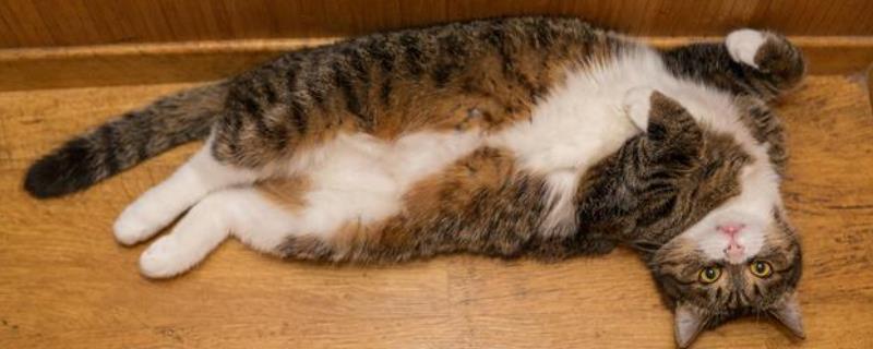 小猫肚子圆鼓鼓是否正常