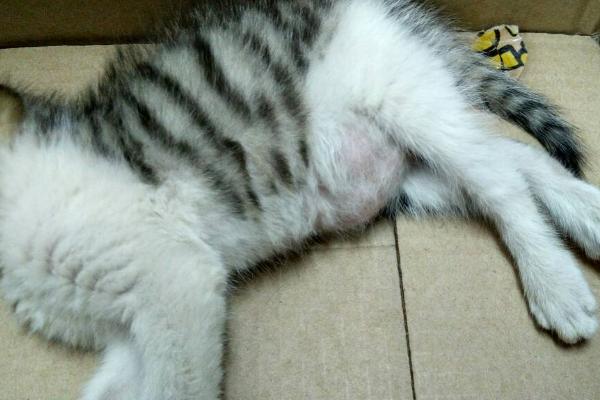 小猫肚子圆鼓鼓是否正常,可能是消化不良、感染寄生虫等因素所导致