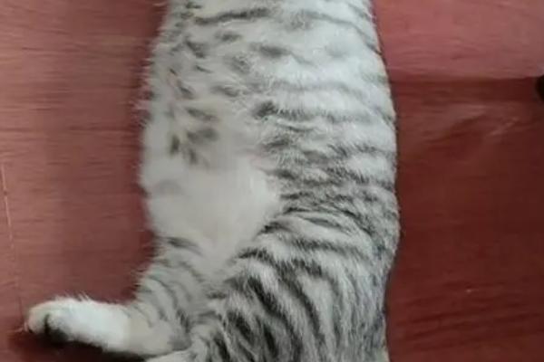 小猫肚子圆鼓鼓是否正常,可能是消化不良、感染寄生虫等因素所导致