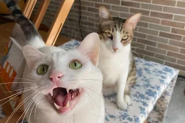 小猫肚子圆鼓鼓是否正常,可能是消化不良、感染寄生虫等因素所导致