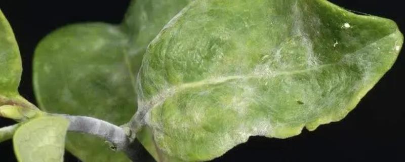 五味子白粉病如何防治