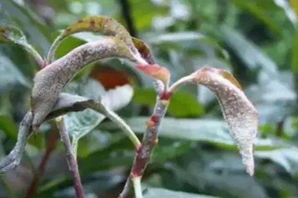 五味子白粉病如何防治,秋季要清理枯枝落叶并集中烧毁