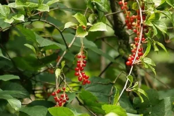 五味子白粉病如何防治,秋季要清理枯枝落叶并集中烧毁