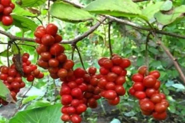 五味子白粉病如何防治,秋季要清理枯枝落叶并集中烧毁