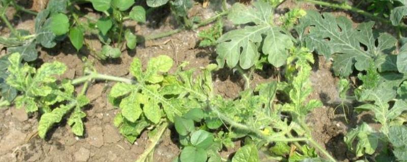 西瓜病毒病的防治措施