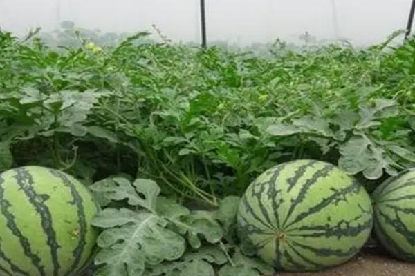 西瓜病毒病的防治措施,发病初期可喷施植病灵乳剂等药物