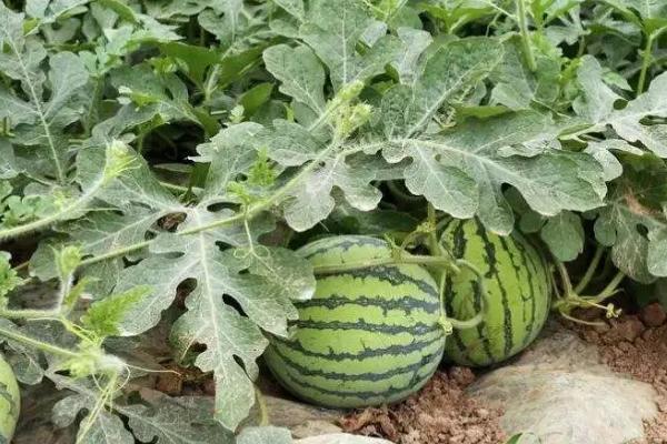 西瓜病毒病的防治措施,发病初期可喷施植病灵乳剂等药物