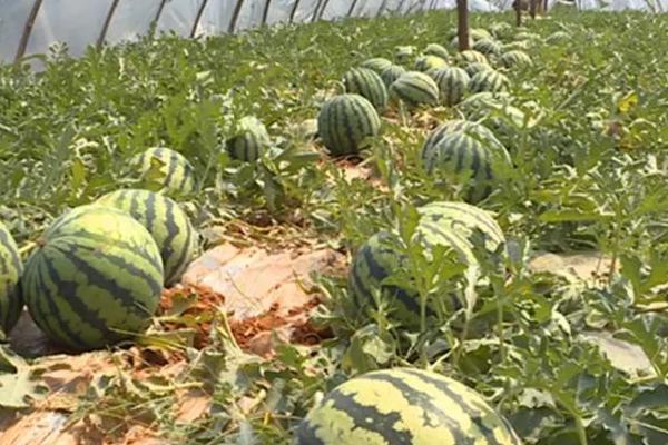 西瓜病毒病的防治措施,发病初期可喷施植病灵乳剂等药物