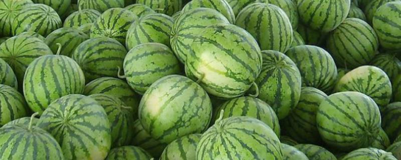 如何提高西瓜座瓜率