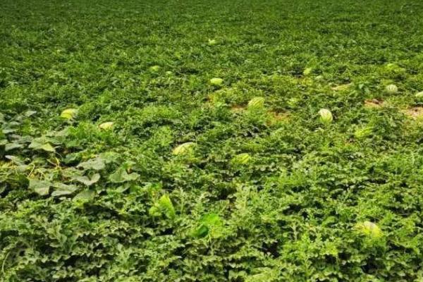 如何提高西瓜座瓜率,可根据气候来调节播种期