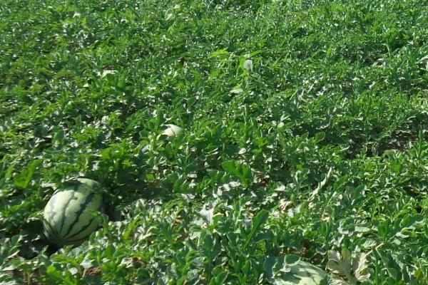 如何提高西瓜座瓜率,可根据气候来调节播种期