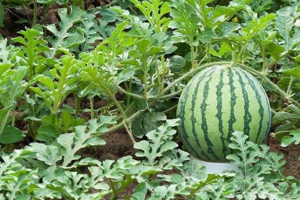 如何提高西瓜座瓜率,可根据气候来调节播种期