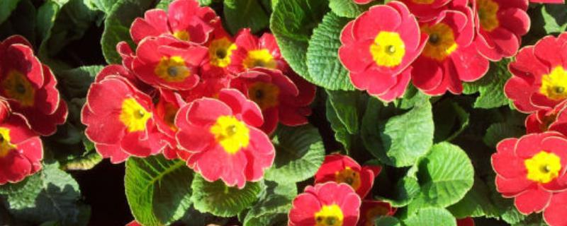 报春花的养殖方法