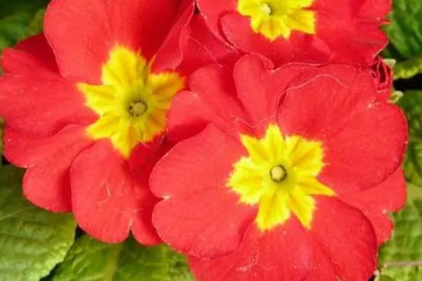 报春花的养殖方法，忌强烈阳光照晒