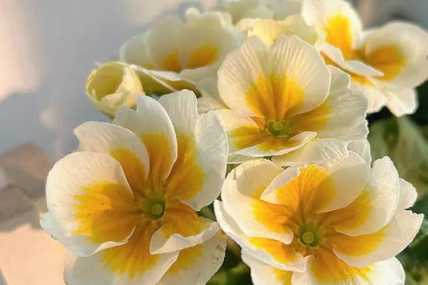 报春花的养殖方法，忌强烈阳光照晒