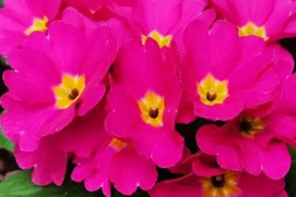 报春花的养殖方法，忌强烈阳光照晒