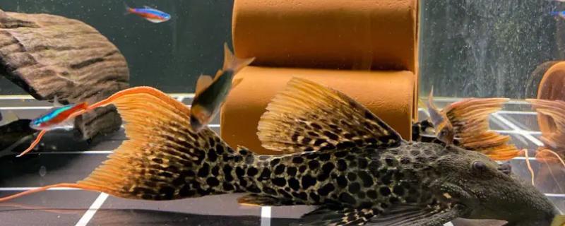 清道夫属于热水鱼还是冷水鱼