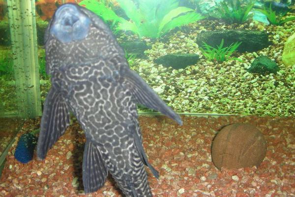 清道夫属于热水鱼还是冷水鱼,属于热水鱼、水温不宜低于18℃