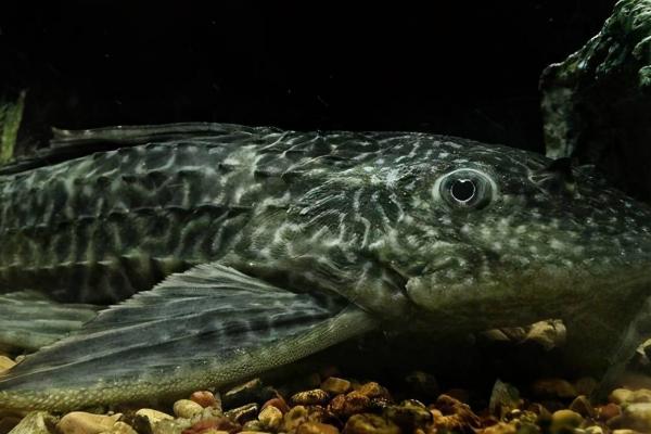 清道夫属于热水鱼还是冷水鱼,属于热水鱼、水温不宜低于18℃