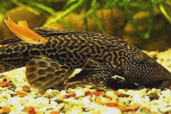 清道夫属于热水鱼还是冷水鱼,属于热水鱼、水温不宜低于18℃