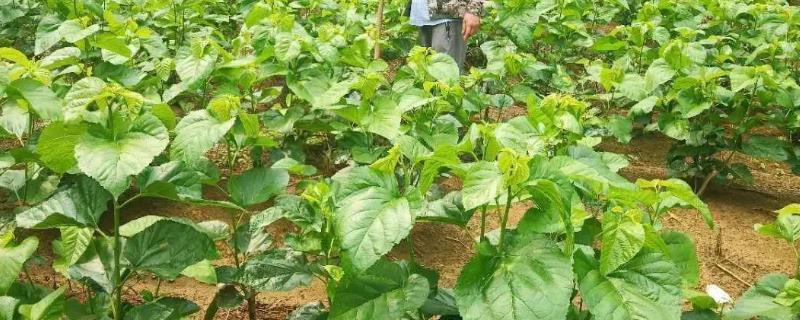 种植桑葚如何预防害虫