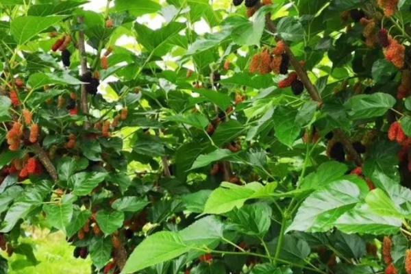 种植桑葚如何预防害虫,喷施乐果、石硫合剂等药剂可以防治桑始叶螨