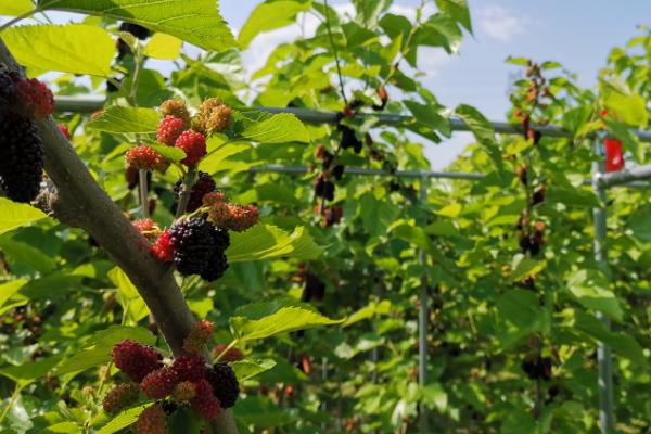 种植桑葚如何预防害虫,喷施乐果、石硫合剂等药剂可以防治桑始叶螨