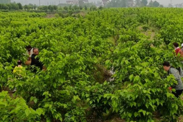 种植桑葚如何预防害虫,喷施乐果、石硫合剂等药剂可以防治桑始叶螨