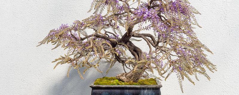 让紫藤连年开花的方法