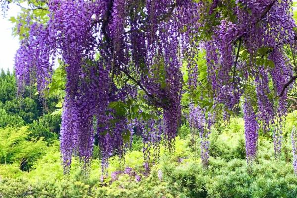 让紫藤连年开花的方法,适当修剪枝蔓、提供足够肥料可促使它开花