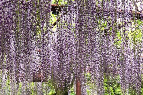 让紫藤连年开花的方法,适当修剪枝蔓、提供足够肥料可促使它开花
