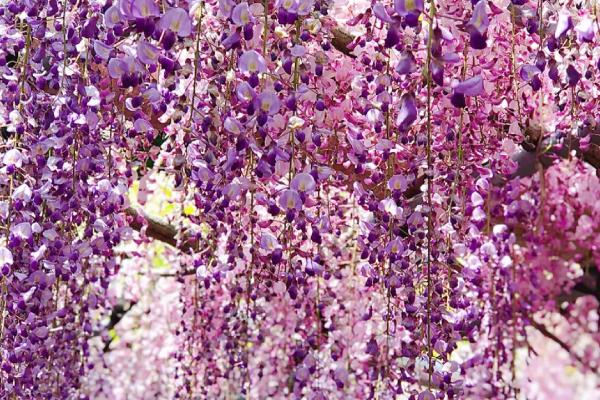 让紫藤连年开花的方法,适当修剪枝蔓、提供足够肥料可促使它开花