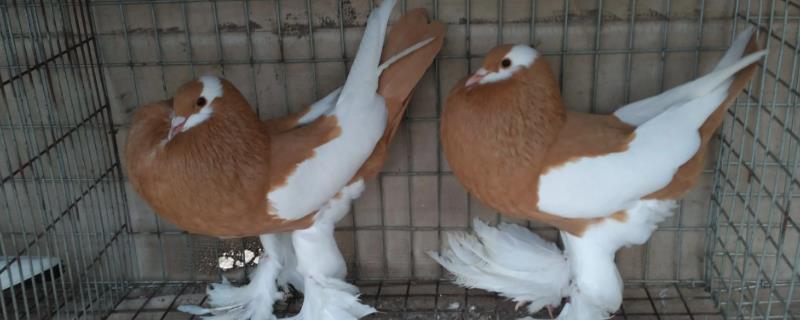 鸽子一生是不是只认一个家