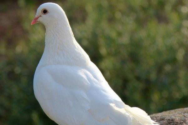 鸽子一生是不是只认一个家,经过训练可以让它们认第二个家