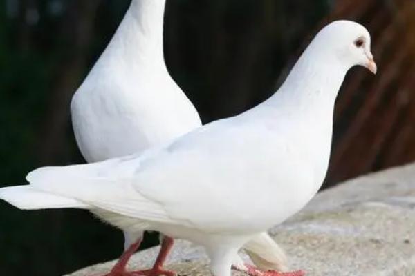 鸽子一生是不是只认一个家,经过训练可以让它们认第二个家