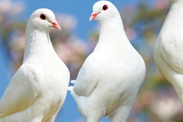 鸽子一生是不是只认一个家,经过训练可以让它们认第二个家