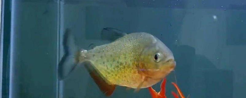 食人鱼和鲨鱼谁厉害