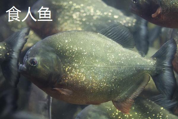 食人鱼和鲨鱼谁厉害,单独出现的鲨鱼比食人鱼厉害