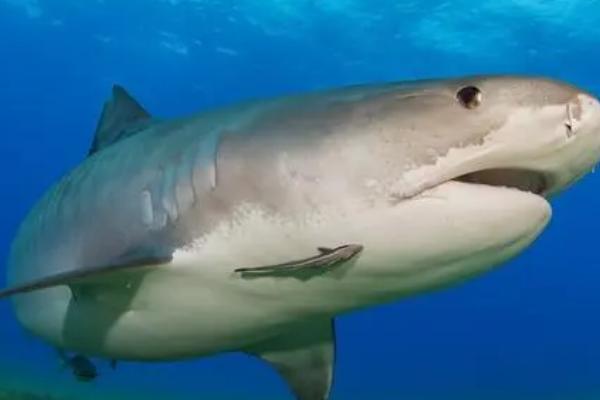 食人鱼和鲨鱼谁厉害,单独出现的鲨鱼比食人鱼厉害